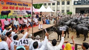 वॉयस ऑफ ए टू जेड न्यूज- लखनऊ में भैंसों की नीलामी के दौरान मारपीट और सड़क जाम, 12 लोग गिरफ्तार